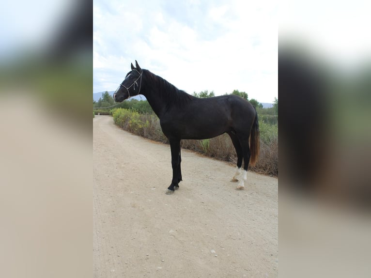 Andalusiër Hengst 3 Jaar 152 cm Schimmel in Corona