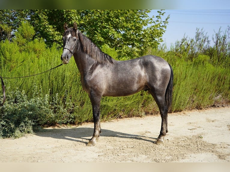 Andalusiër Hengst 3 Jaar 152 cm Schimmel in Corona, CA