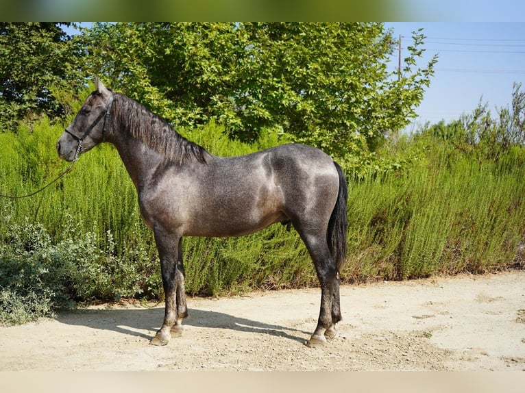 Andalusiër Hengst 3 Jaar 152 cm Schimmel in Corona, CA