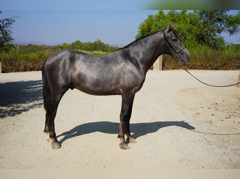 Andalusiër Hengst 3 Jaar 152 cm Schimmel in Corona, CA