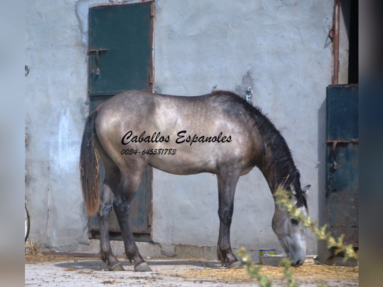 Andalusiër Hengst 3 Jaar 153 cm Brown Falb schimmel in Vejer de la Frontera