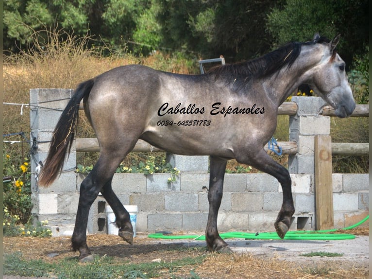 Andalusiër Hengst 3 Jaar 153 cm Brown Falb schimmel in Vejer de la Frontera