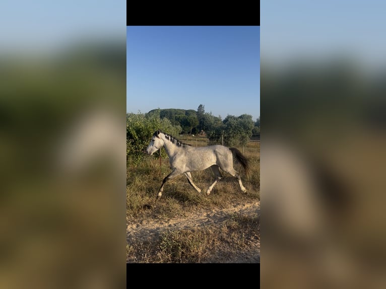 Andalusiër Hengst 3 Jaar 155 cm Appelschimmel in Almonte