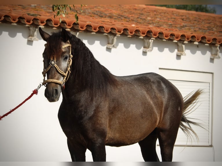 Andalusiër Hengst 3 Jaar 155 cm Blauwschimmel in Valencia
