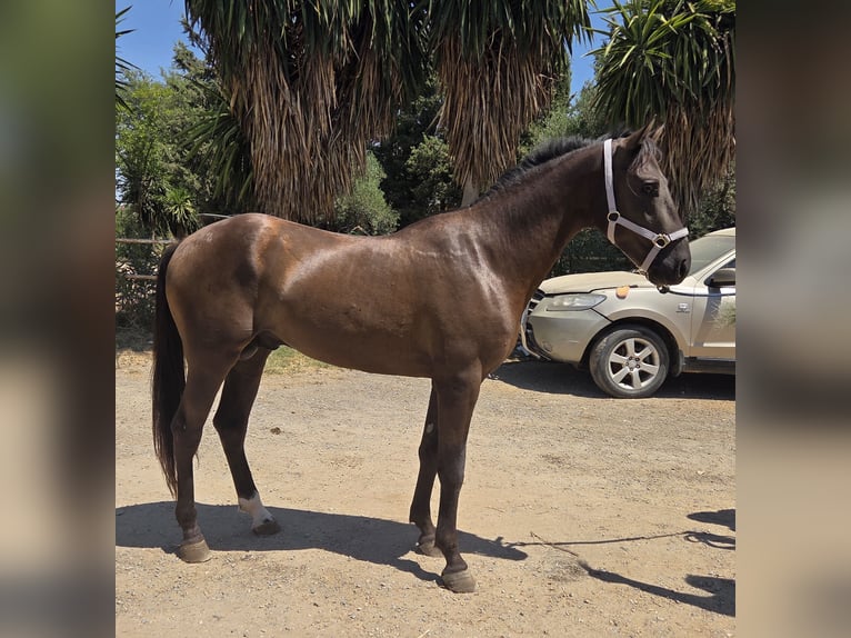 Andalusiër Hengst 3 Jaar 155 cm Bruin in Vejer de la Frontera