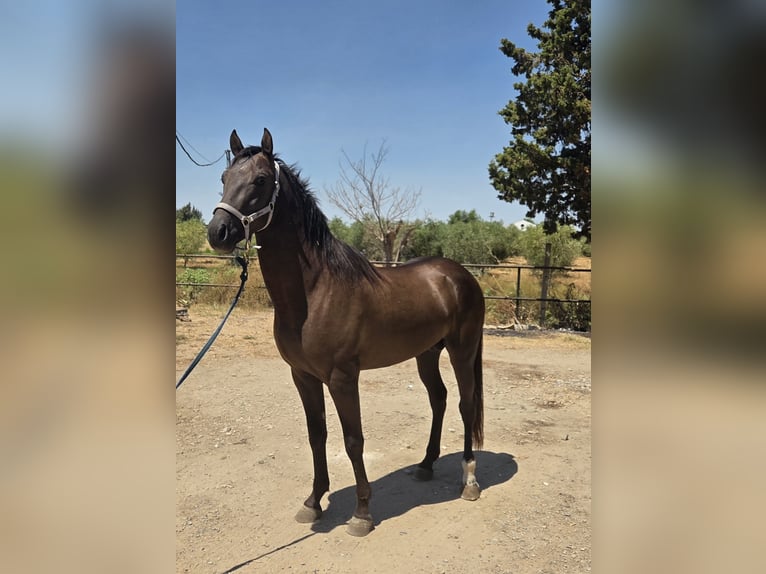 Andalusiër Hengst 3 Jaar 155 cm Bruin in Vejer de la Frontera