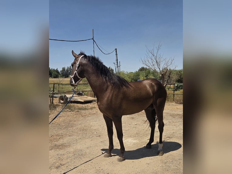 Andalusiër Hengst 3 Jaar 155 cm Bruin in Vejer de la Frontera