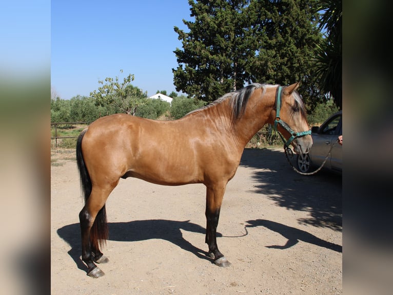 Andalusiër Hengst 3 Jaar 155 cm Buckskin in Vejer de la Frontera