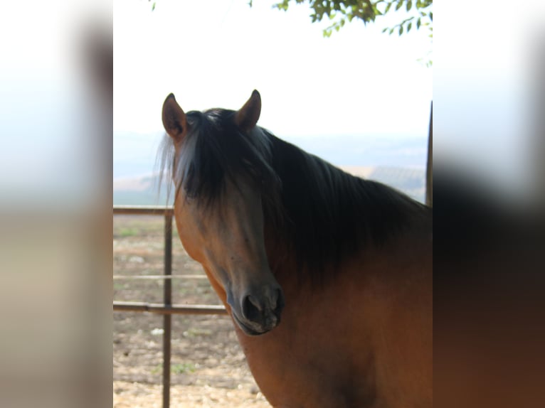 Andalusiër Hengst 3 Jaar 155 cm Buckskin in Vejer de la Frontera