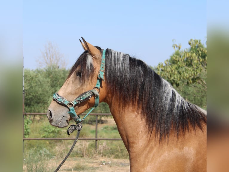 Andalusiër Hengst 3 Jaar 155 cm Buckskin in Vejer de la Frontera