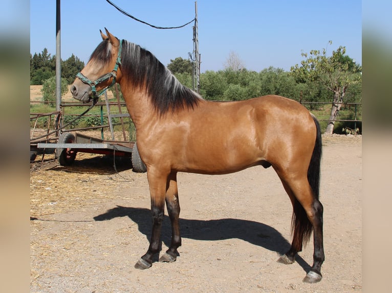 Andalusiër Hengst 3 Jaar 155 cm Buckskin in Vejer de la Frontera