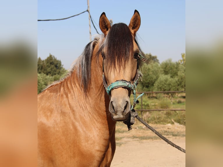 Andalusiër Hengst 3 Jaar 155 cm Buckskin in Vejer de la Frontera