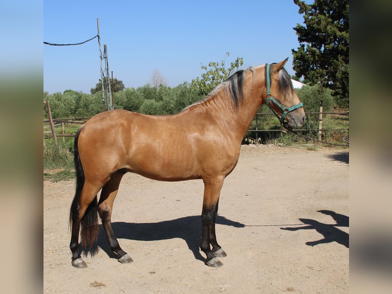 Andalusiër Hengst 3 Jaar 155 cm Buckskin in Vejer de la Frontera