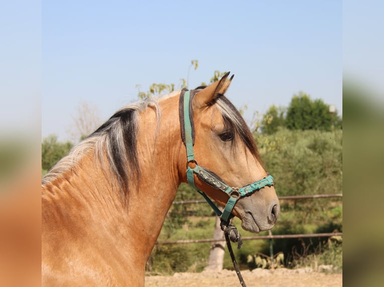 Andalusiër Hengst 3 Jaar 155 cm Buckskin in Vejer de la Frontera