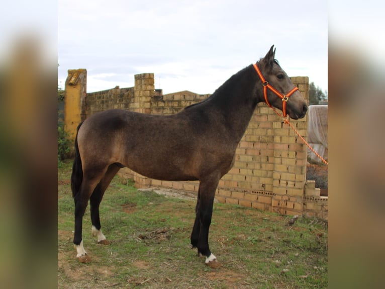 Andalusiër Hengst 3 Jaar 155 cm Buckskin in Vejer de la Frontera