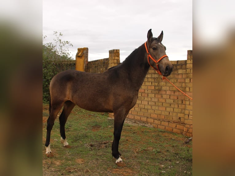 Andalusiër Hengst 3 Jaar 155 cm Buckskin in Vejer de la Frontera