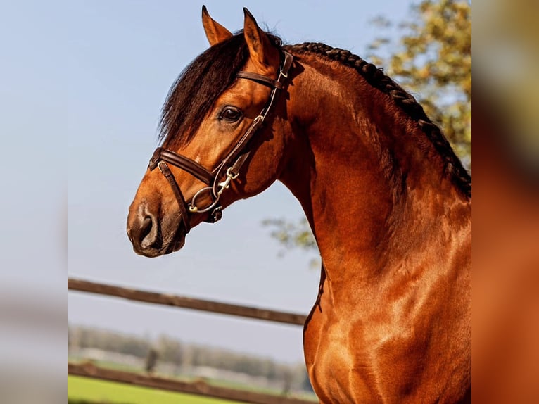 Andalusiër Hengst 3 Jaar 155 cm Gevlekt-paard in Sm