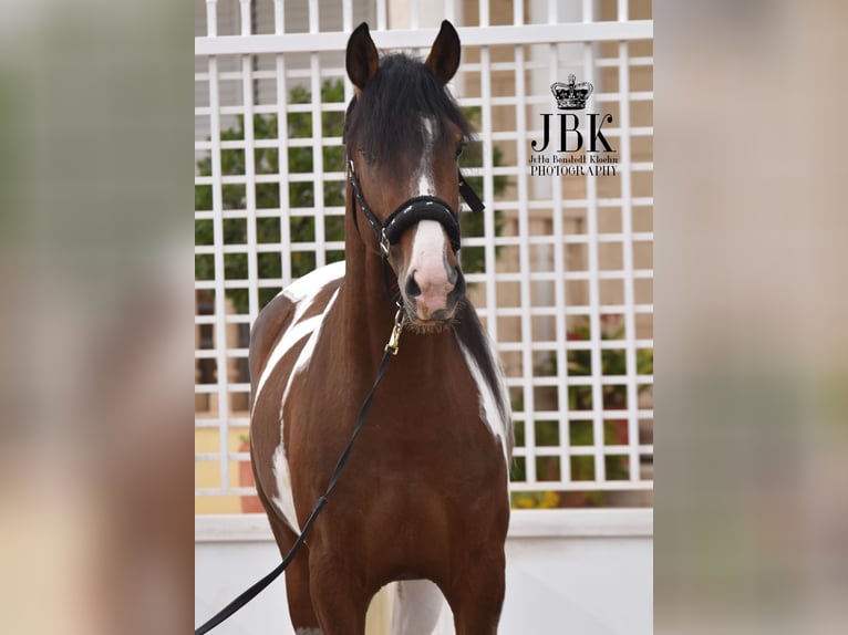 Andalusiër Hengst 3 Jaar 155 cm Gevlekt-paard in Tabenas Almeria