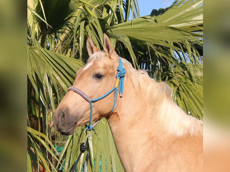 Andalusiër Hengst 3 Jaar 155 cm Palomino in Vejer de la Frontera