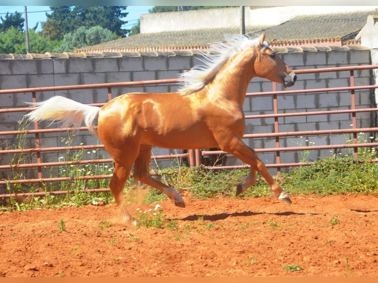 Andalusiër Hengst 3 Jaar 155 cm Palomino in Chiclana