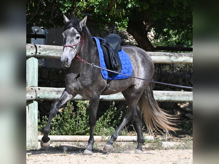 Andalusiër Hengst 3 Jaar 155 cm Schimmel in Menorca