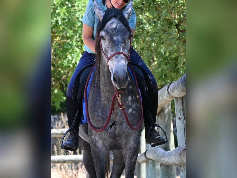 Andalusiër Hengst 3 Jaar 155 cm Schimmel in Menorca