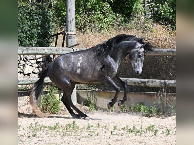 Andalusiër Hengst 3 Jaar 155 cm Schimmel in Menorca
