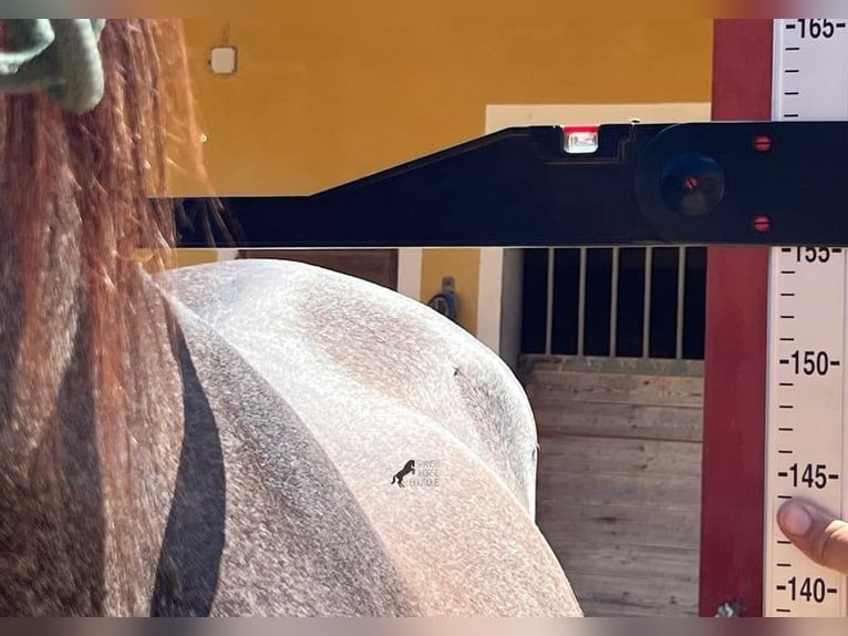 Andalusiër Hengst 3 Jaar 155 cm Schimmel in Menorca