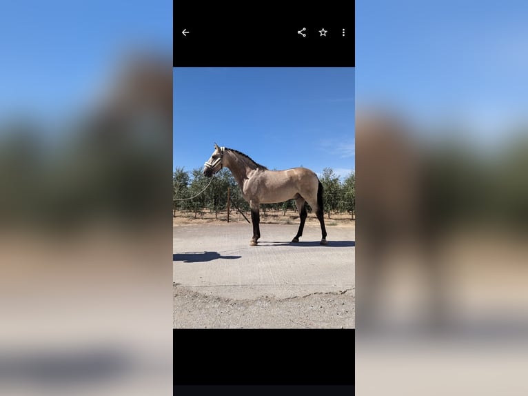 Andalusiër Hengst 3 Jaar 157 cm Buckskin in Badajoz