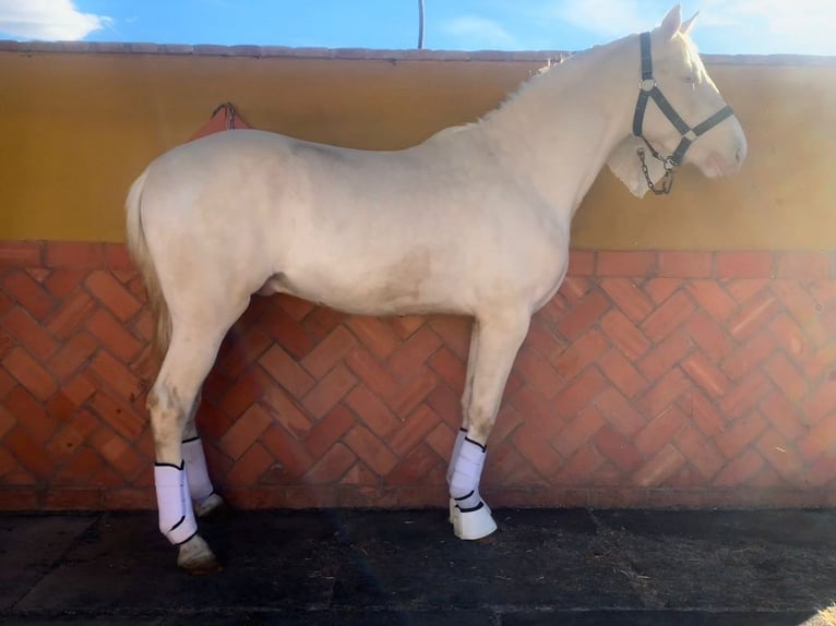 Andalusiër Hengst 3 Jaar 157 cm Cremello in Valencia