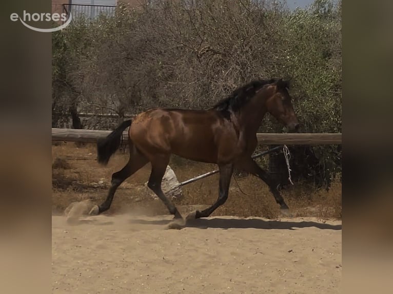 Andalusiër Hengst 3 Jaar 157 cm Donkerbruin in Vejer de la Frontera