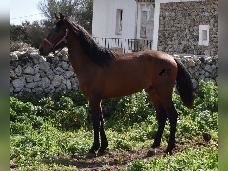 Andalusiër Hengst 3 Jaar 158 cm Brauner in Menorca