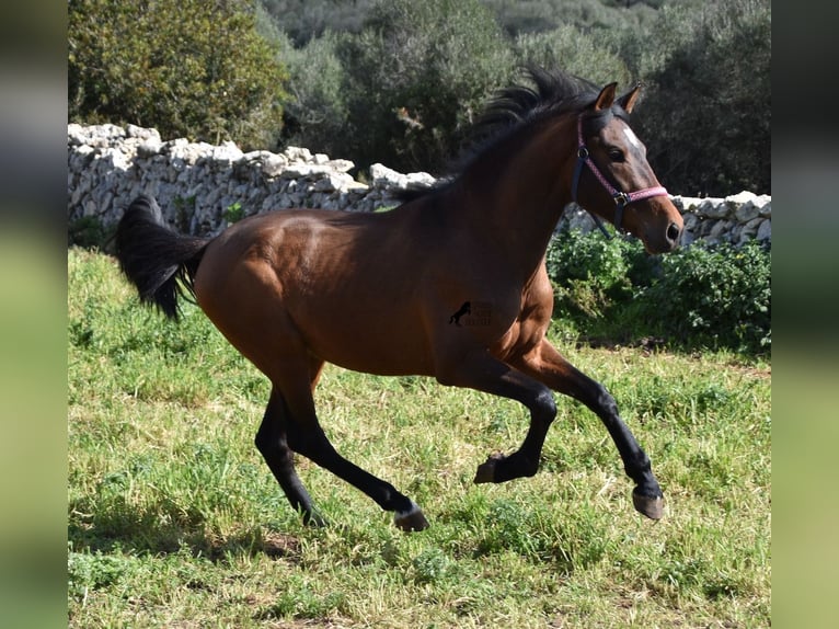 Andalusiër Hengst 3 Jaar 158 cm Brauner in Menorca