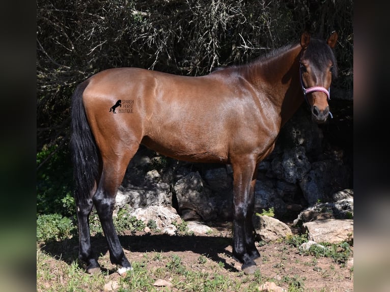 Andalusiër Hengst 3 Jaar 158 cm Bruin in Menorca