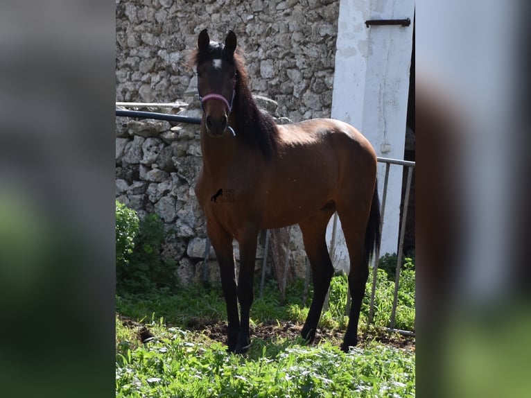 Andalusiër Hengst 3 Jaar 158 cm Bruin in Menorca