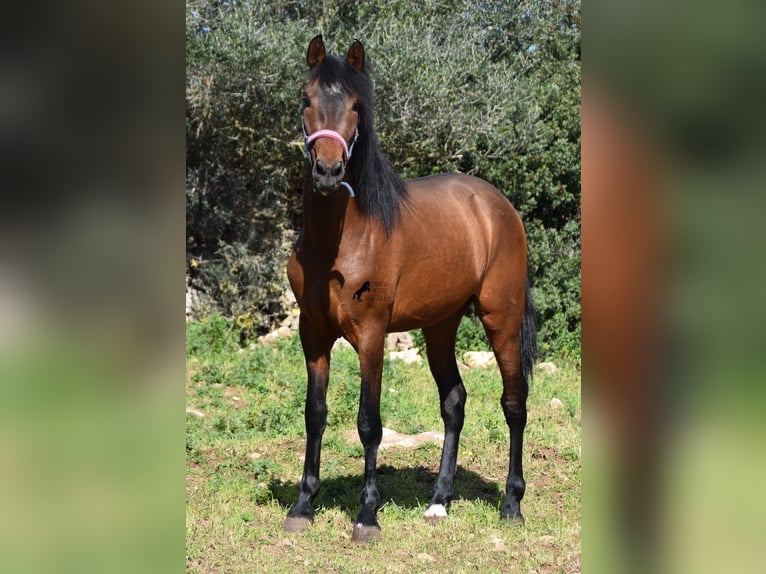 Andalusiër Hengst 3 Jaar 158 cm Bruin in Menorca