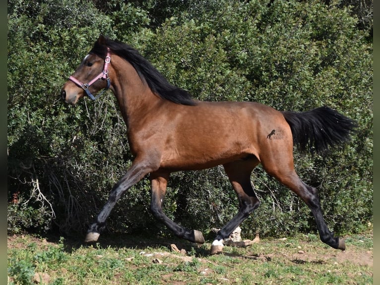 Andalusiër Hengst 3 Jaar 158 cm Bruin in Menorca