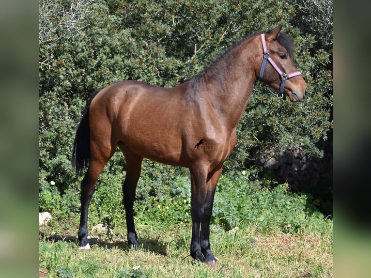 Andalusiër Hengst 3 Jaar 158 cm Bruin in Menorca