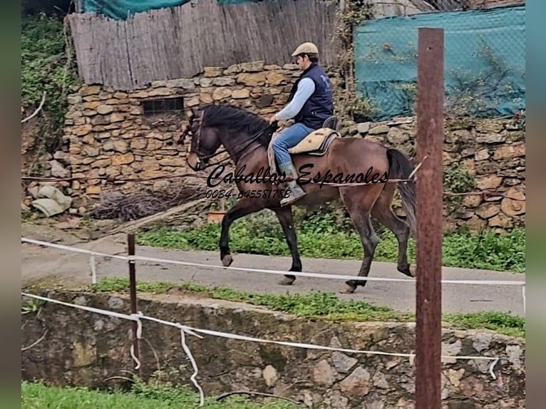 Andalusiër Hengst 3 Jaar 158 cm Donkerbruin in Vejer de la Frontera