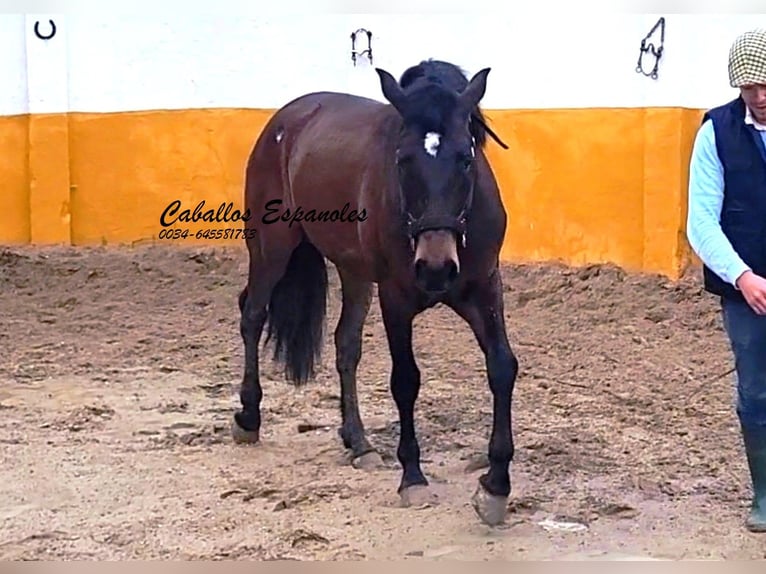 Andalusiër Hengst 3 Jaar 158 cm Donkerbruin in Vejer de la Frontera
