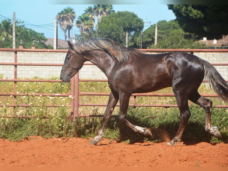 Andalusiër Hengst 3 Jaar 158 cm Palomino in Chiclana