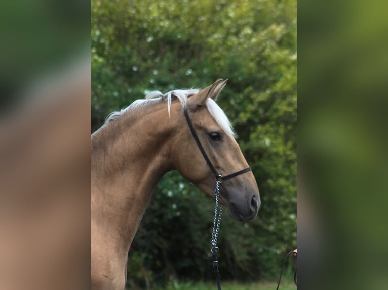 Andalusiër Mix Hengst 3 Jaar 158 cm Palomino in Santok