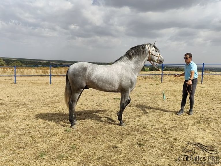 Andalusiër Hengst 3 Jaar 158 cm Schimmel in Badajoz