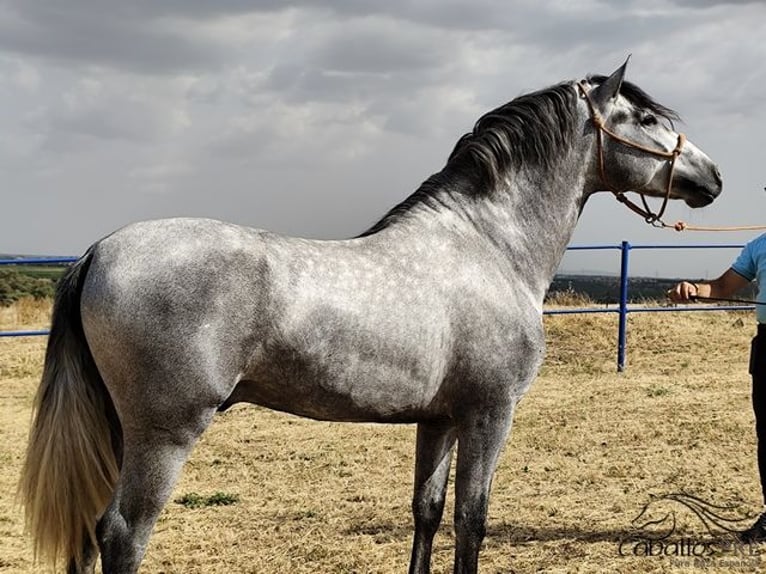 Andalusiër Hengst 3 Jaar 158 cm Schimmel in Badajoz