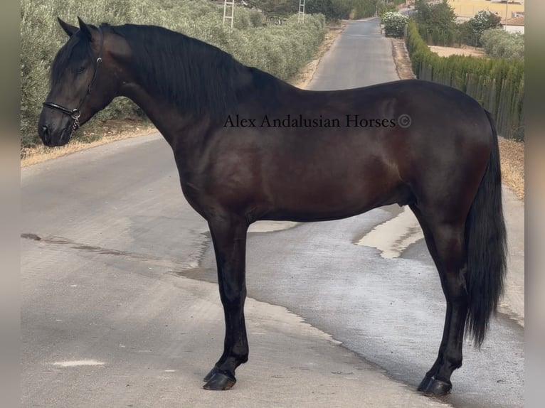 Andalusiër Hengst 3 Jaar 158 cm Zwart in Sevilla