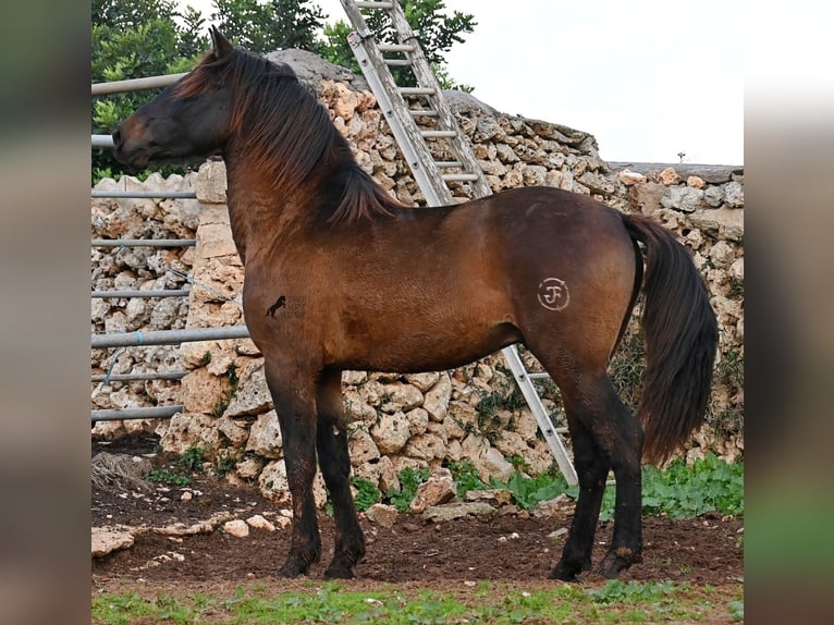 Andalusiër Hengst 3 Jaar 159 cm Bruin in Menorca