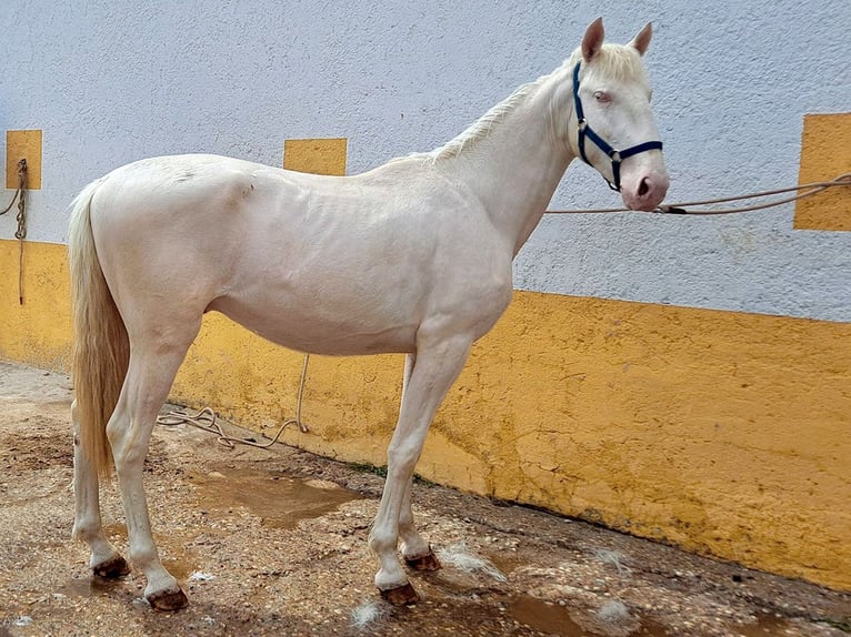 Andalusiër Hengst 3 Jaar 159 cm Cremello in Cacéres