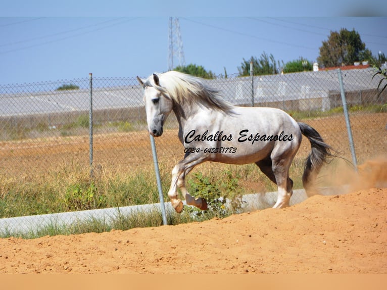 Andalusiër Hengst 3 Jaar 159 cm Gevlekt-paard in Vejer de la Frontera