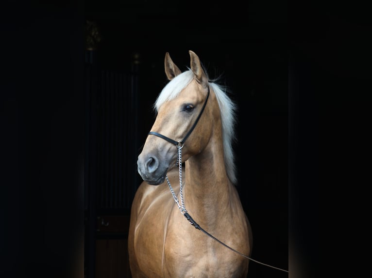 Andalusiër Mix Hengst 3 Jaar 160 cm Palomino in Santok