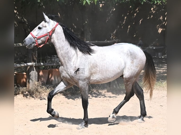 Andalusiër Hengst 3 Jaar 160 cm Schimmel in Mallorca